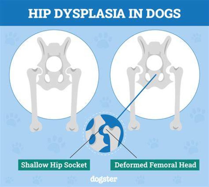 Is there a brace for dogs with hip dysplasia?