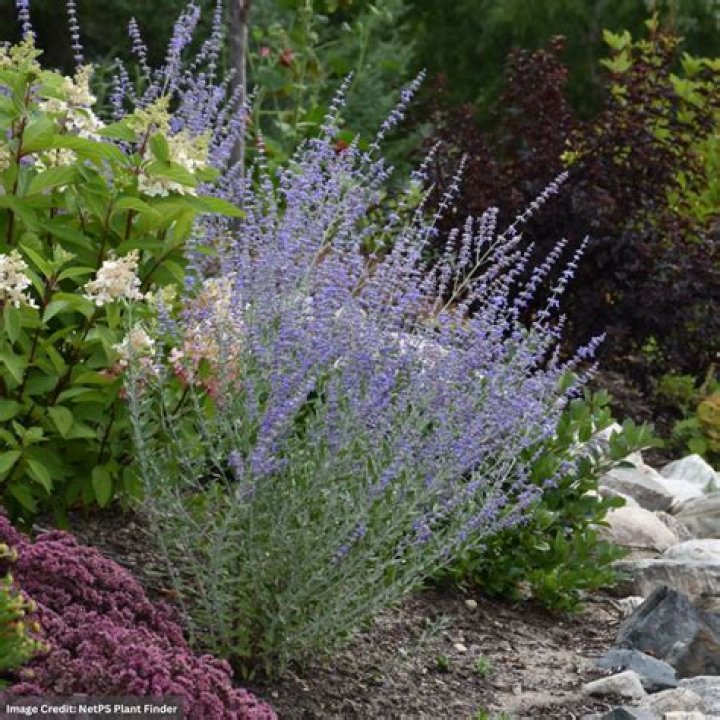 Is there a dwarf Russian Sage?