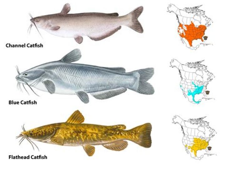 Is there venom in a catfish?