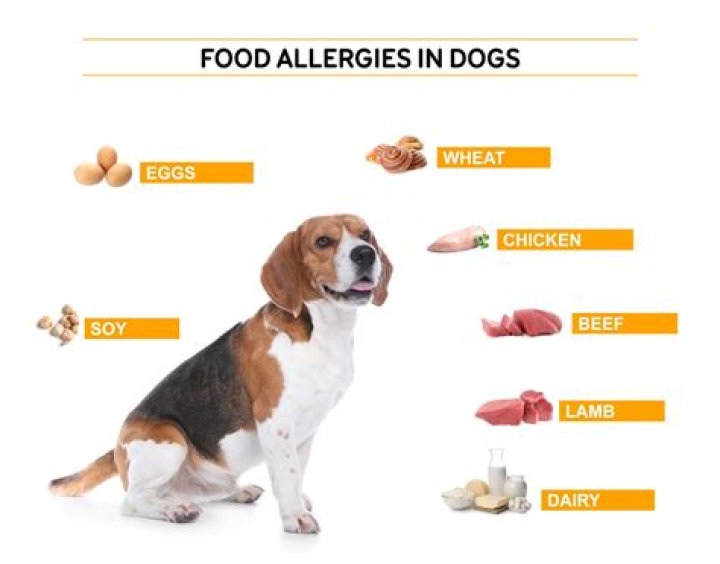 Is venison or lamb better for dogs with allergies?