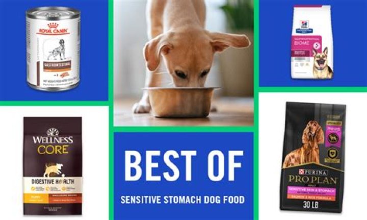 Is wet or dry food better for dogs with sensitive stomachs?