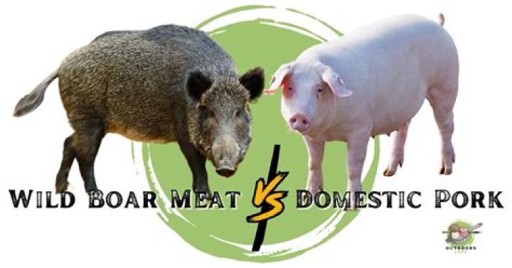 Is wild boar considered pork?
