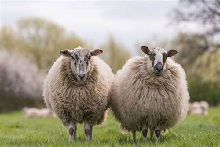 Is wool smooth or coarse?