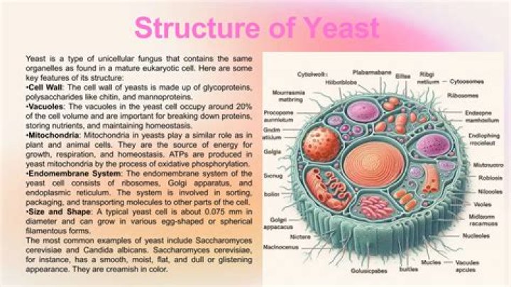 Is yeast made from egg?