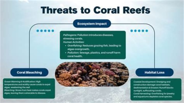 Is zooplankton a threat to coral reefs?