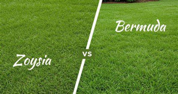 Is Zoysia better than fescue?
