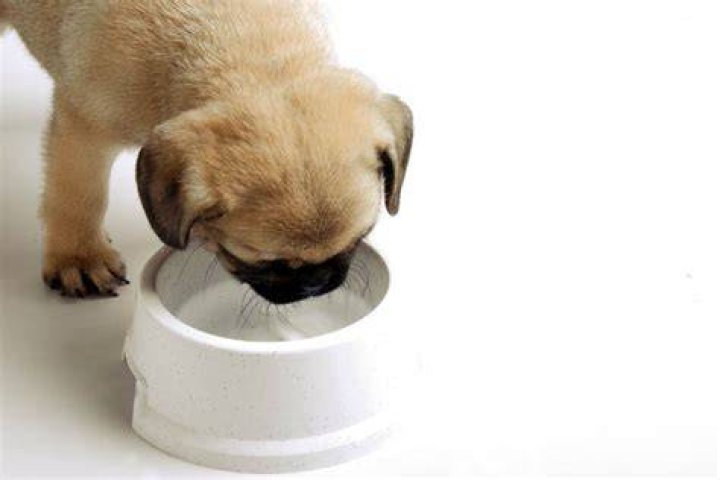 Should a puppy have water all day?