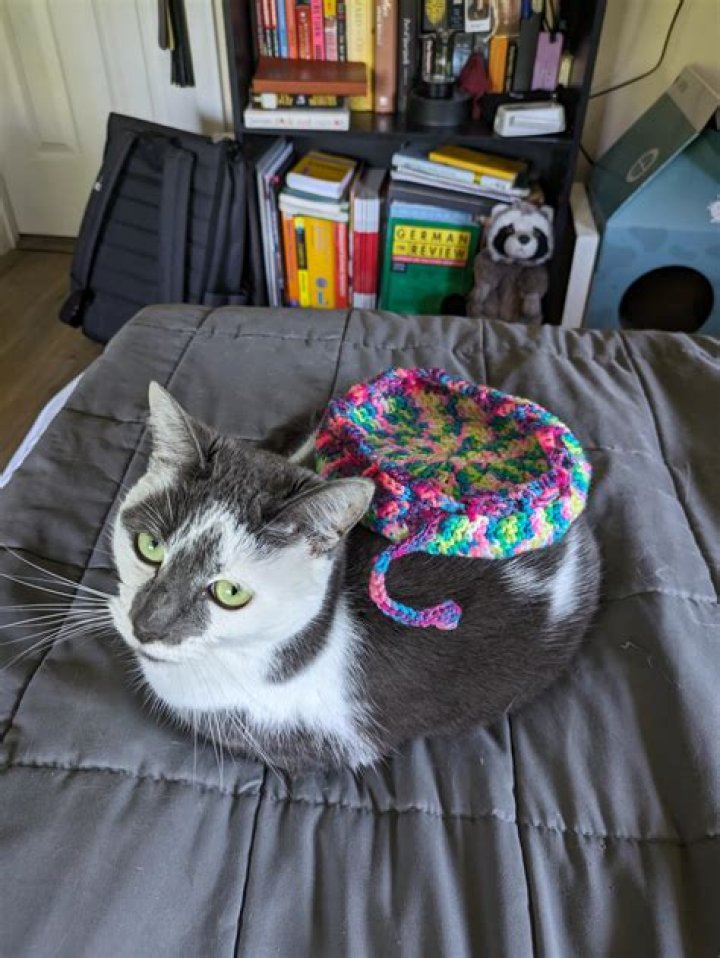Should I cover my cat with a blanket?