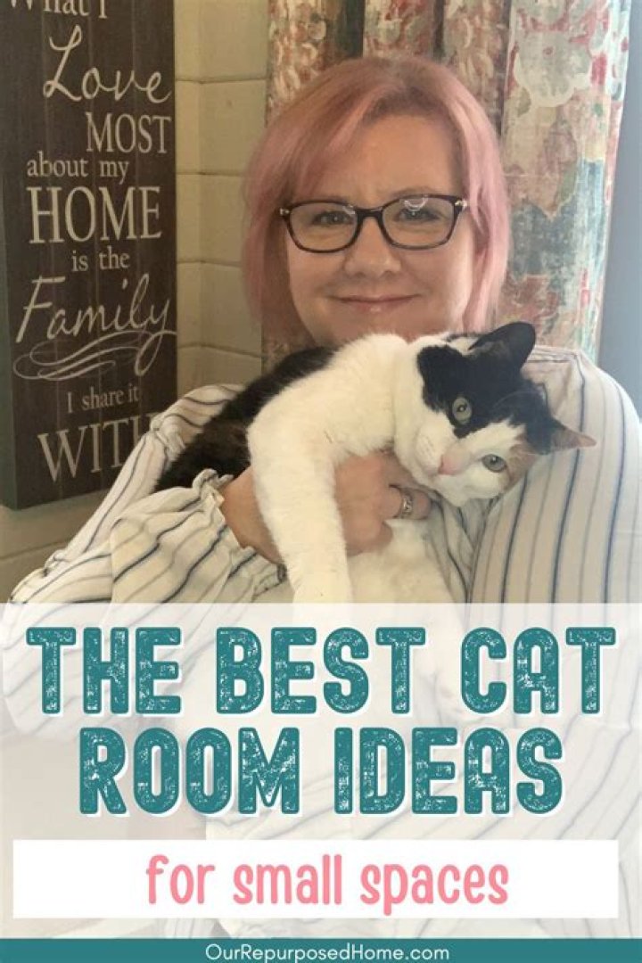 Should I let my cat roam the house at night?