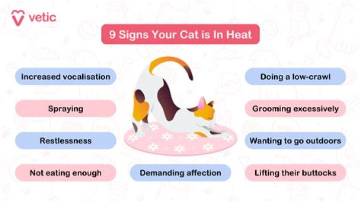 Should I put a diaper on my cat in heat?