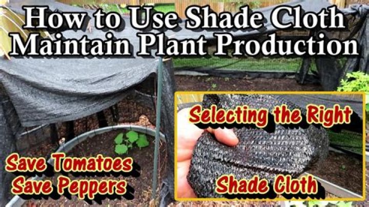 Should I put shade cloth over my tomatoes?