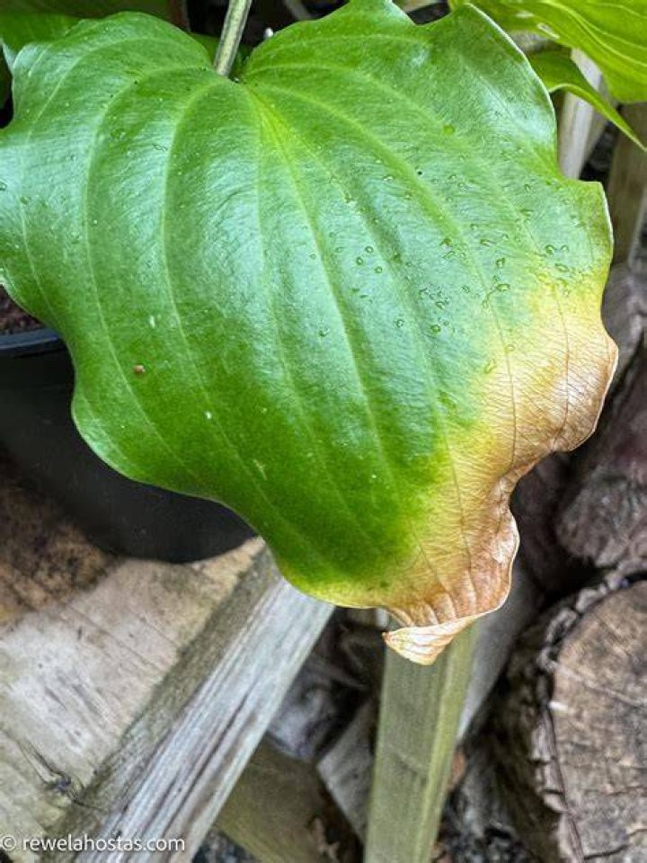 Should I remove damaged hosta leaves?