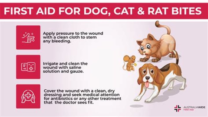 Should I worry about a small dog bite?