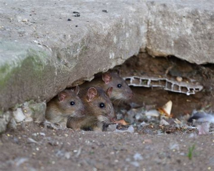 Should I worry if I see a rat in the garden?