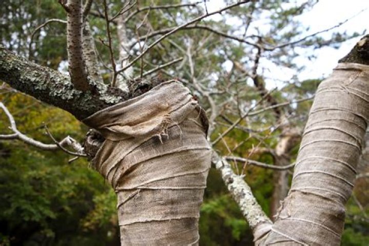 Should I wrap a damaged tree trunk?