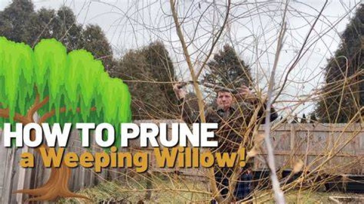 Should willow trees be pruned?