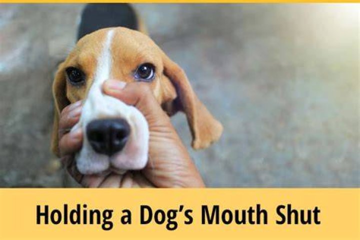Should you hold a dog's mouth shut?