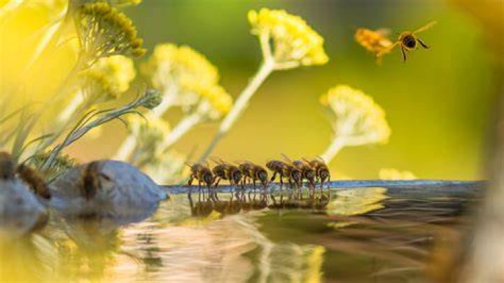 Should you jump in water if attacked by bees?