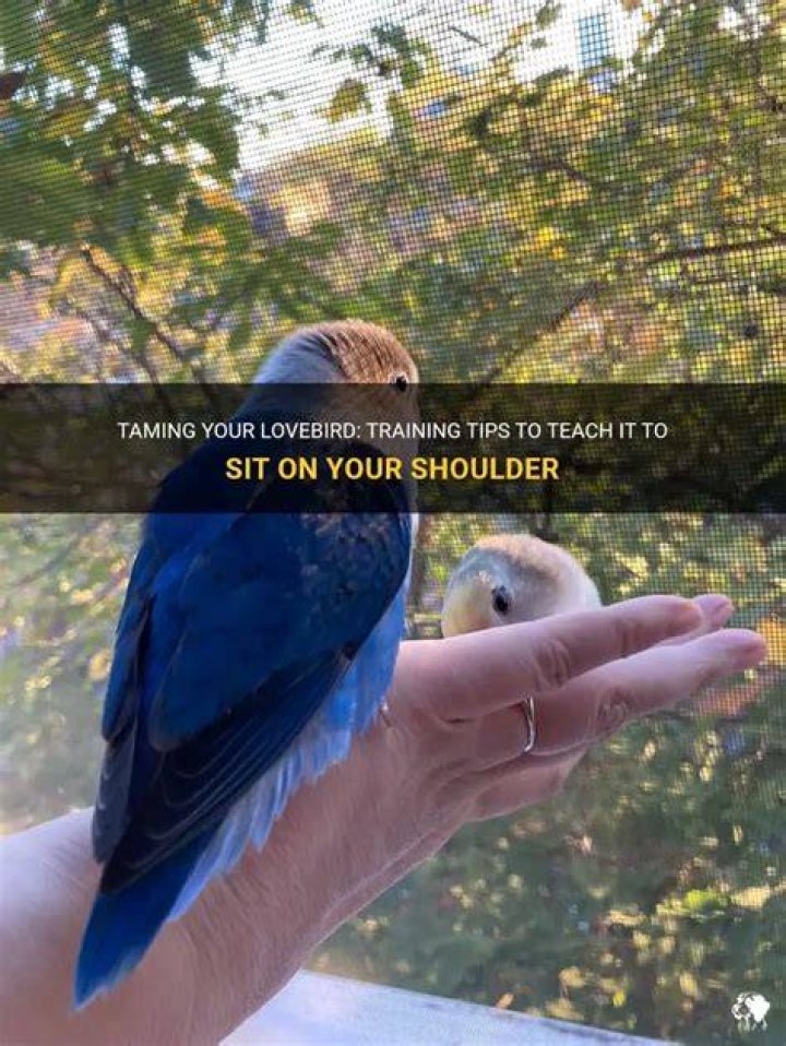 Should you let your bird sit on your shoulder?