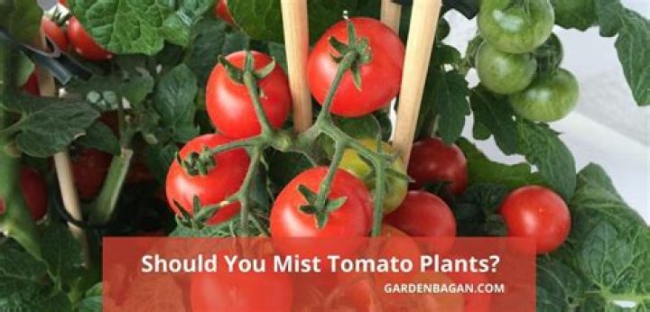 Should you mist tomato plants?