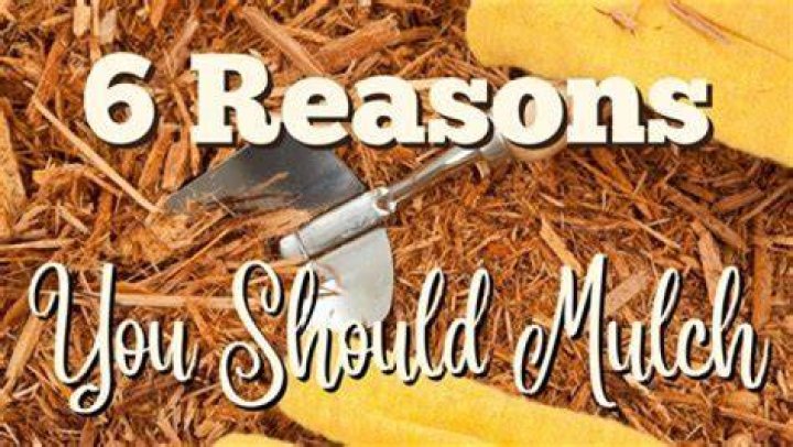 Should you mulch around flowers?