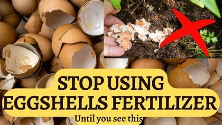 Should you put eggshells in compost?
