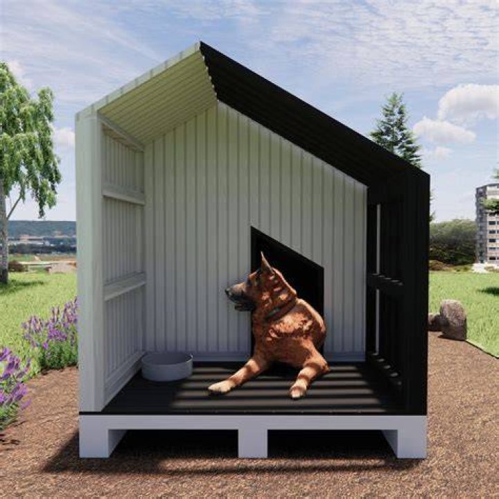 Should you take a dog outside after they pee in the house?