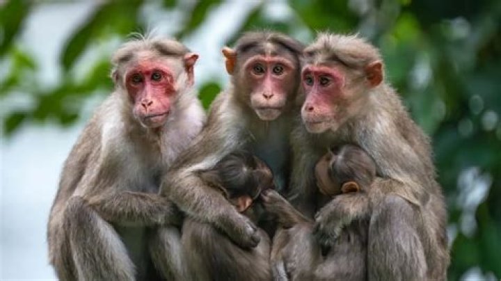 What's a group of monkeys called?