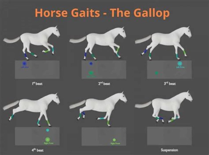 What's faster canter or gallop?