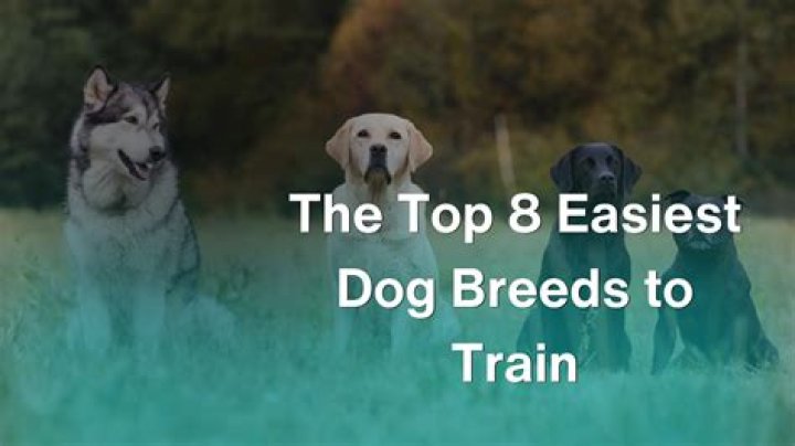 What's the easiest dog to train?