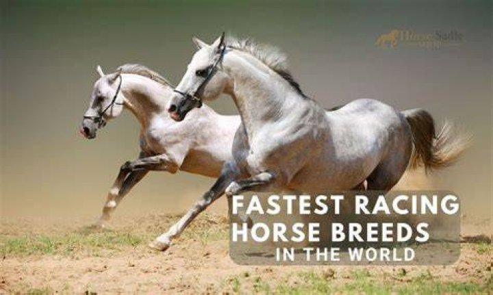 What's the fastest a horse has ever ran?