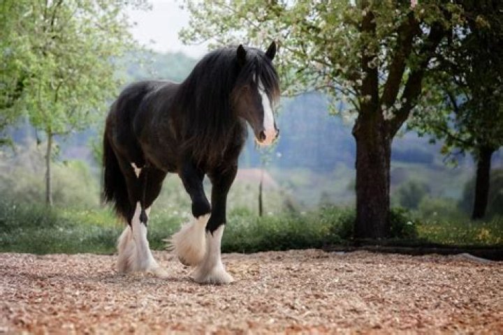 What's the slowest horse breed?