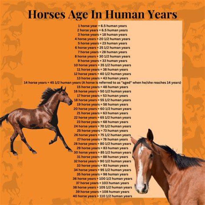 What age is considered old for a horse?