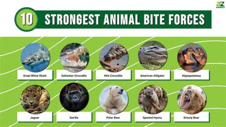 What animal has the strongest bite force?