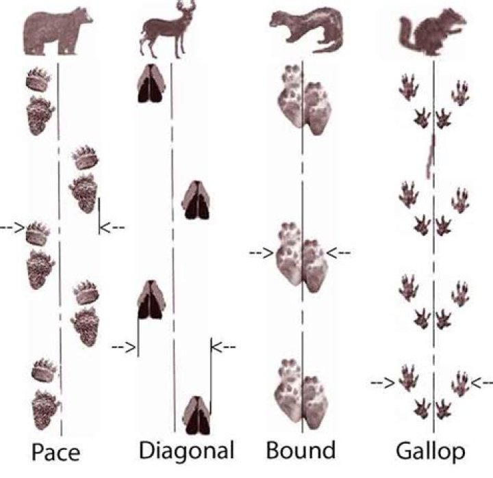 What animals are diagonal walkers?