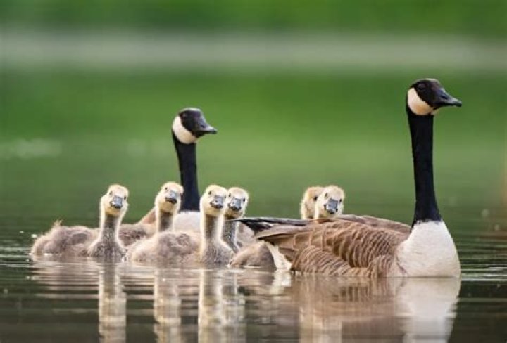 What animals are used for Canada Goose?