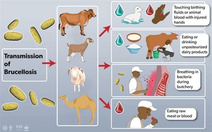 What animals can be infected with brucellosis?