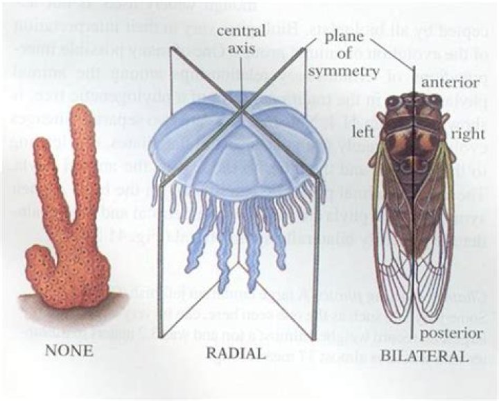 What animals have asymmetry?
