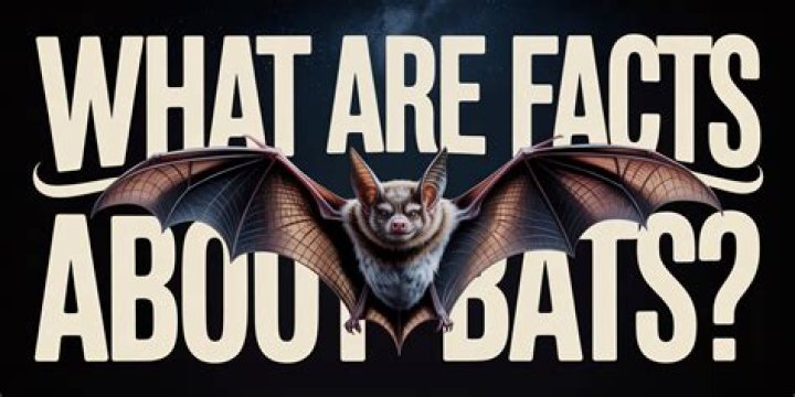 What are 5 facts about bats?