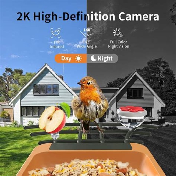 What are Bird rights in 2k?