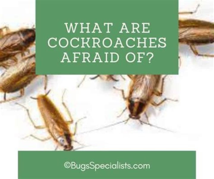 What are cockroaches afraid of?