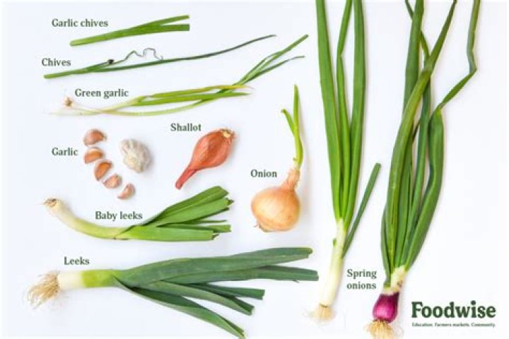 What are garlic and onions good for?