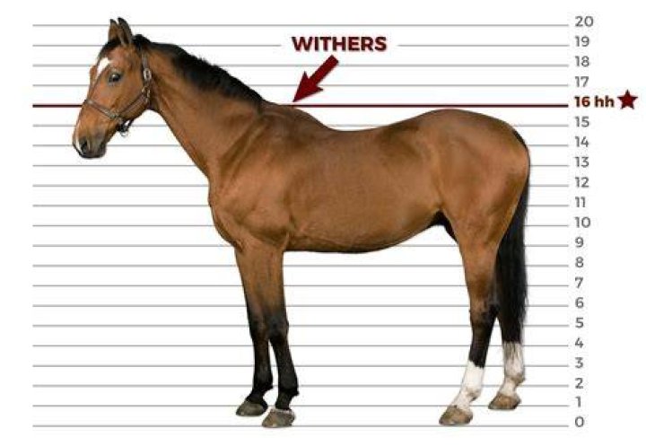 What are high withers?