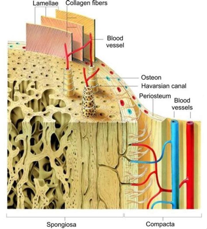 What are lamellae in bone?