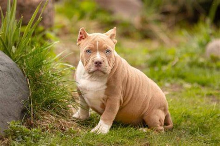 What are pocket bullies?