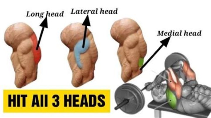 What are the 3 heads of the triceps?