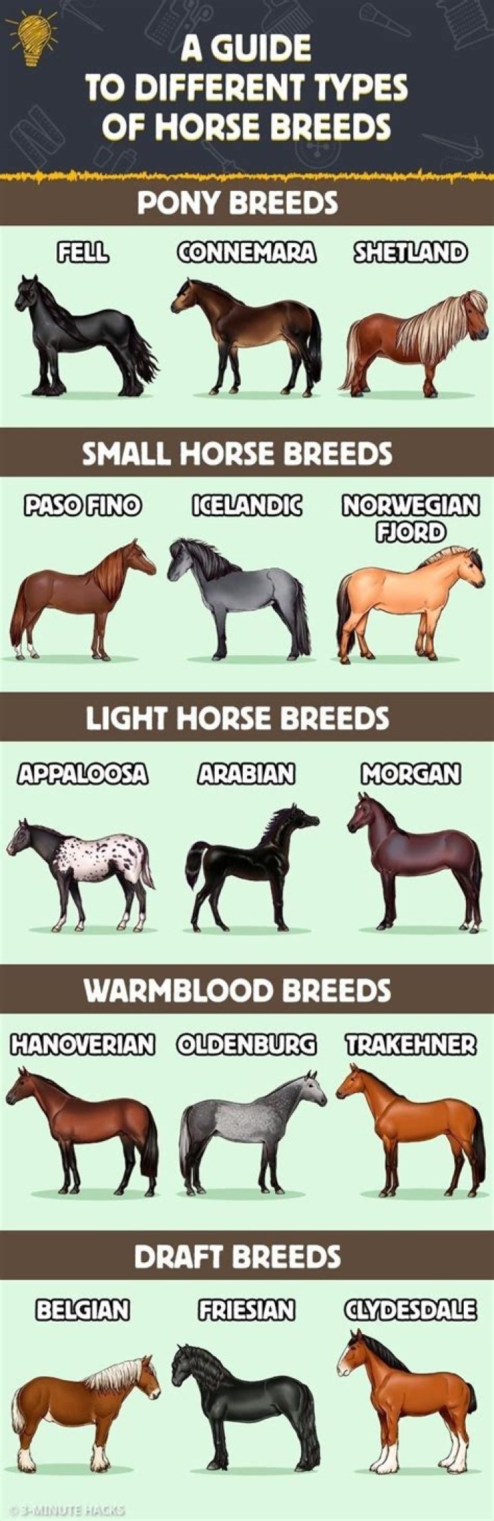 What are the 3 types of horses?