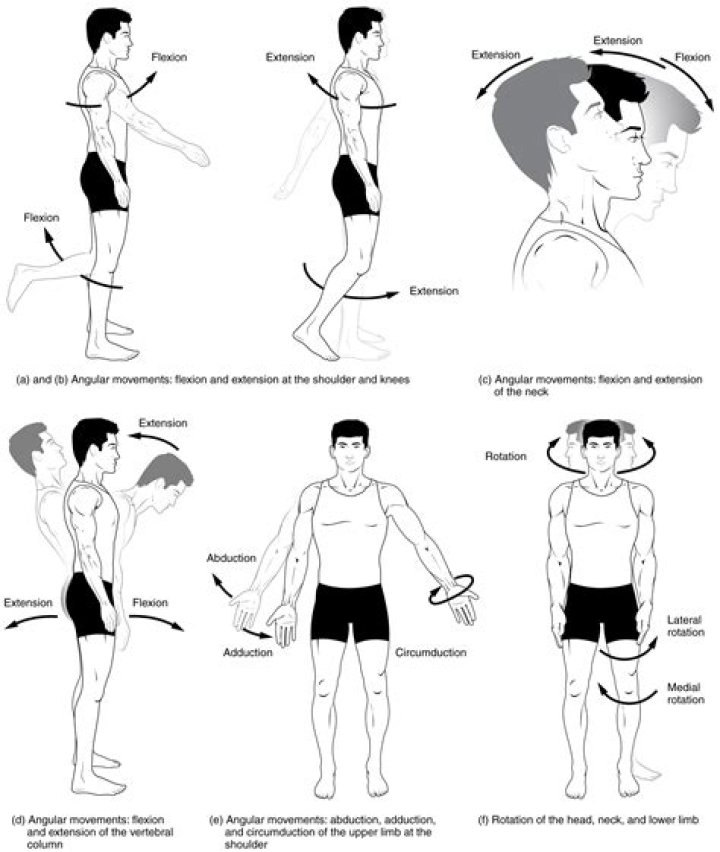 What are the 6 types of movement?
