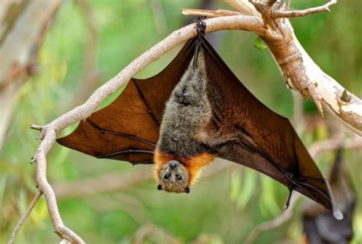 What are the dangers of bats?