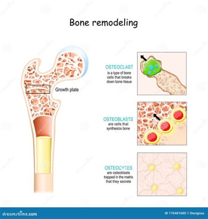 What are the functions of osteoblasts and osteoclasts in the formation of bone?